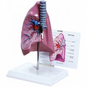 Lung with Trachea and Explanatory Board